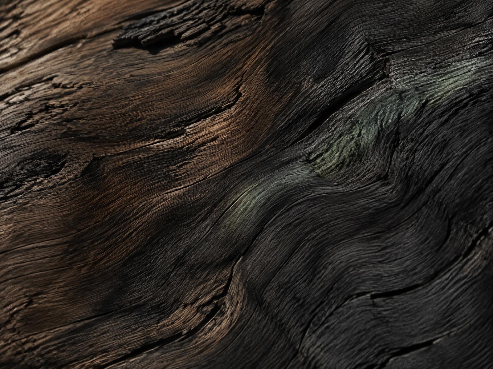 Naturally transformed dark Bog Oak grain emerging from shadow